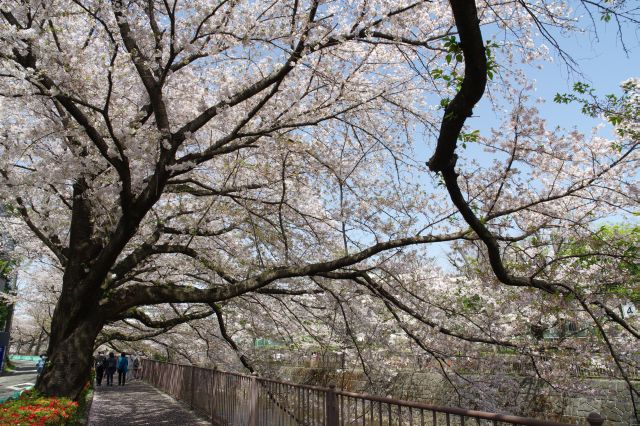 力強く枝を伸ばす桜のアーチが連続します。