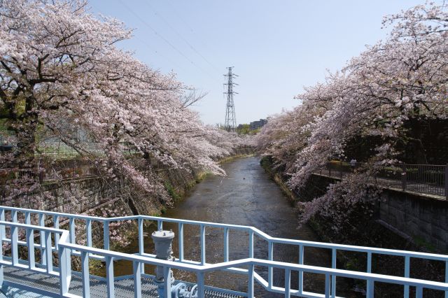 西山橋より下流方向の風景。両岸に見事な桜並木。