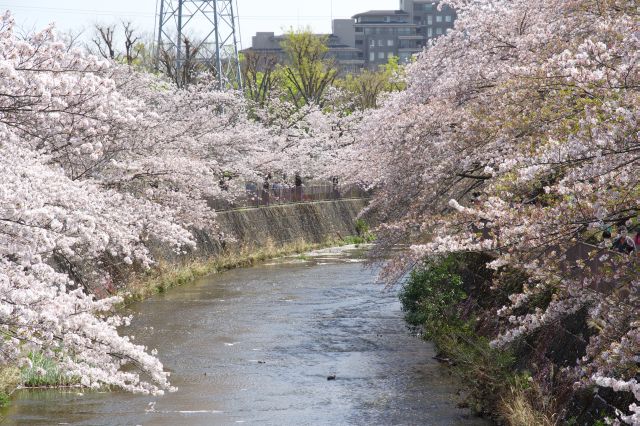 カーブする川に桜があふれます。