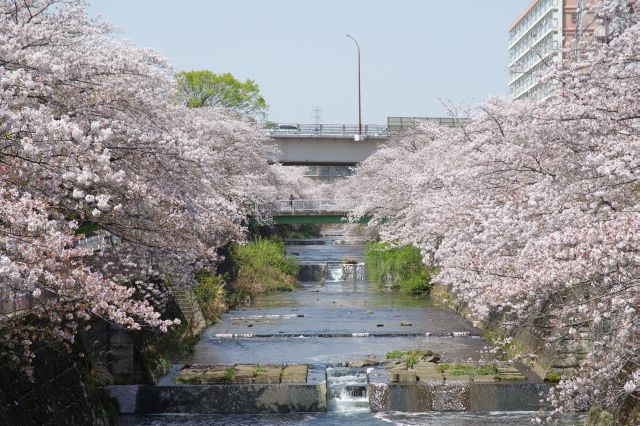 次の二反田橋・会下山橋。ずっと桜で満たされています。