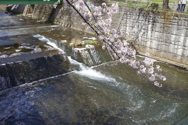心地よい水の流れ、水面には桜の花びら。