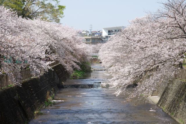 二反田橋からの上流方向の風景、会下山橋の先をズーム。この先も両岸にあふれる見事な桜の塊。