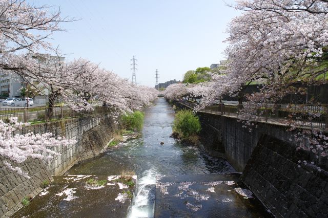 下流方向の風景。直線の川沿いの桜と段差が作る水の心地よさ。