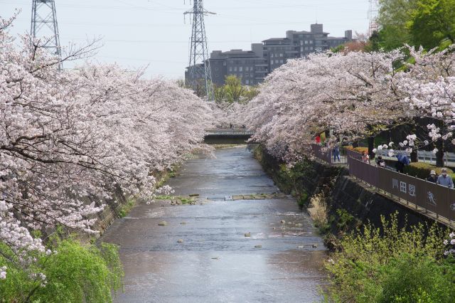 西山橋周辺。あふれる密度の濃い桜。