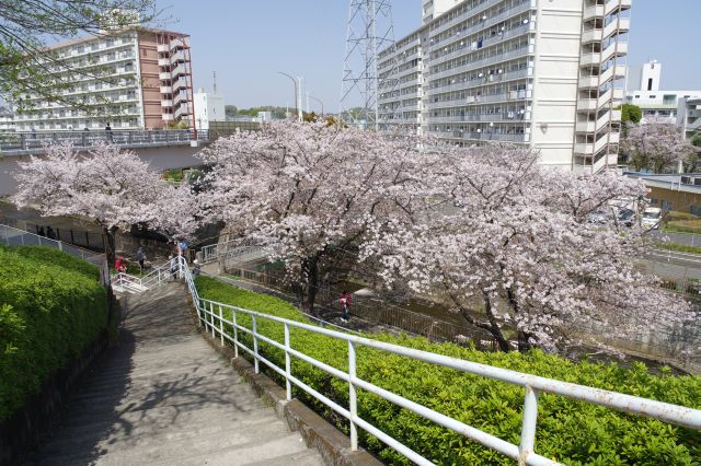階段を登り土手に挙がります。桜の木が上から見えます。