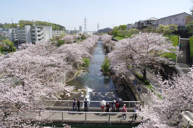 会下山橋から見下ろす直線の川の両岸にひしめく濃い桜並木、本当に見事な風景です。