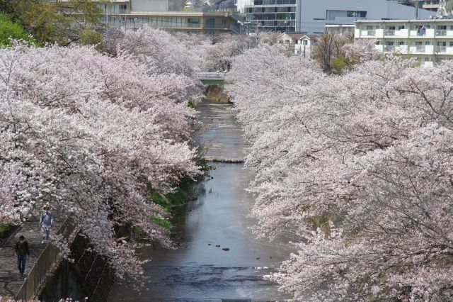 密度の濃い桜がひしめく美しい光景。この先も続きますがここで引き返します。