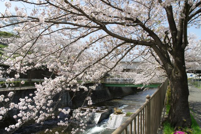 会下山橋から引き返して対岸から戻ります。橋周辺に桜があふれます。