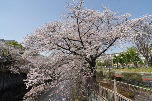 西山橋より。川にせり出す桜の木。
