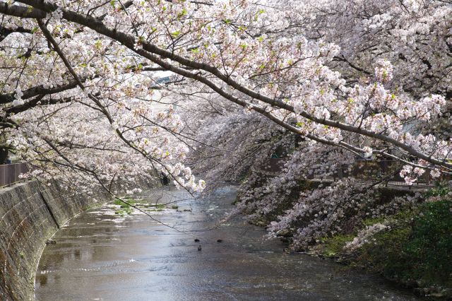 両岸から川に枝を伸ばす桜の木々。