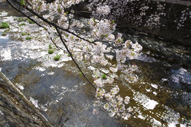 水面を埋める桜の花びらもきれい。