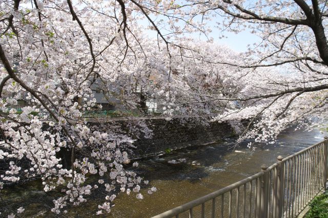 きれいな桜があふれる天国のような光景が続きます。