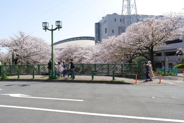 成瀬中央大橋より。桜を見る人が集まります。