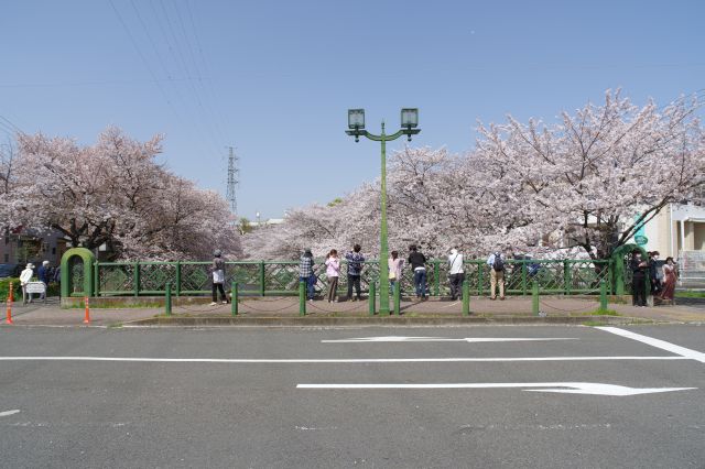 橋の上にあふれる桜の木々。
