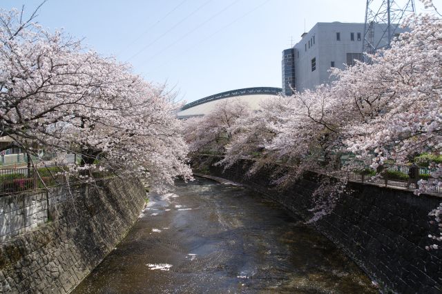 下流の町田市立総合体育館方面。この先も桜並木が続きます。
