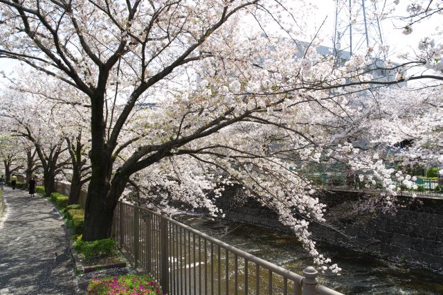 きれいな桜並木が続きます。