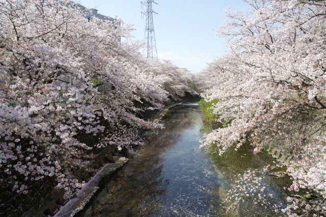 向橋（むかいはし）より上流方向の風景。ここも両岸に桜があふれます。