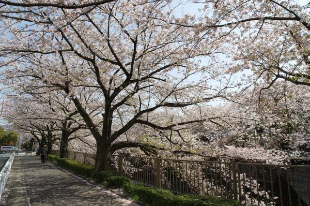 長い距離に桜並木が続きます。