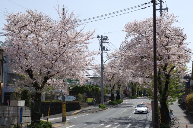 ここから南に向かう道も桜並木が有名です。