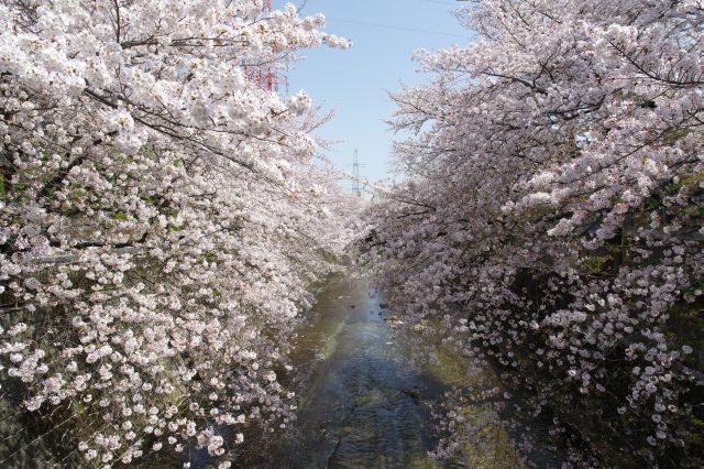 横断歩道を渡り下流方向、桜の終端は近いですがまだまだ桜でいっぱいの光景です。