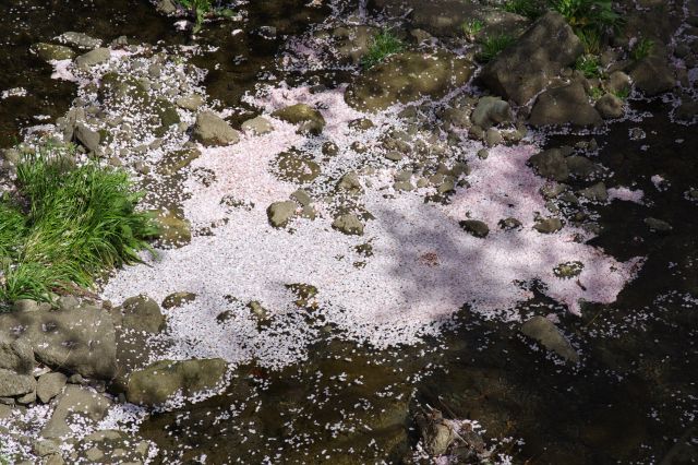 水面に貯まる桜の花びらもきれい。