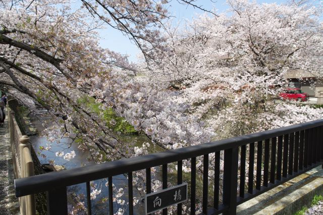 成瀬中央橋に戻って行きます。長い距離に渡り両岸にとても見事な桜並木の光景が続く本当に素晴らしい場所でした。