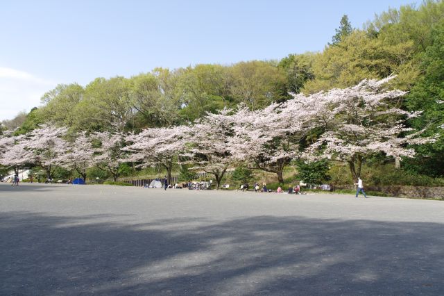 隣の多目的広場へ。広場で遊んだり桜の木々の下で憩う人々。