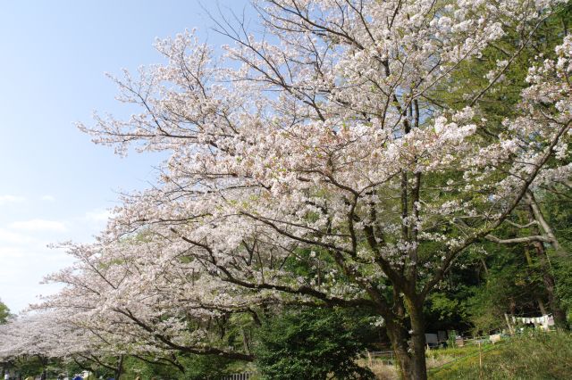 見上げるきれいな桜の木々。
