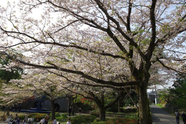 日当たりが良くて心地よい桜並木。