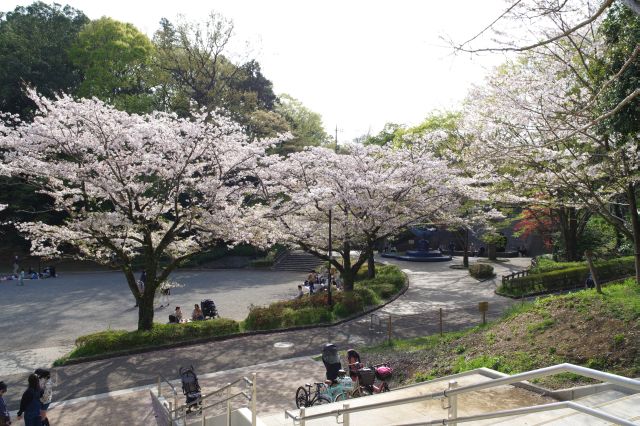 大型すべり台側から見た広場の桜。