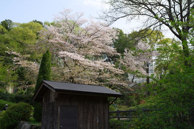 冒険広場付近に桜の木も。