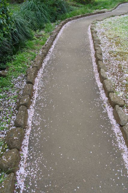 歩道には桜の花びらが落ちています。