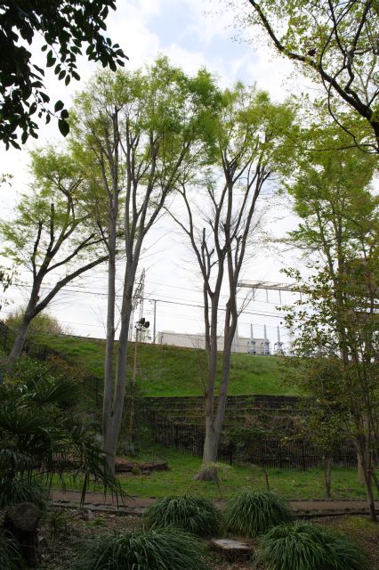 小田急線側、電車からも見える高木達。