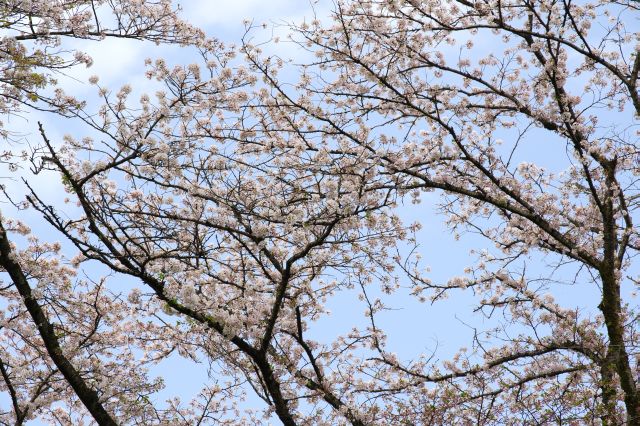 背の高い桜の木です。