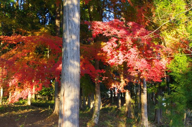 右側は宝登山神社の奥宮がある林。紅葉があります。