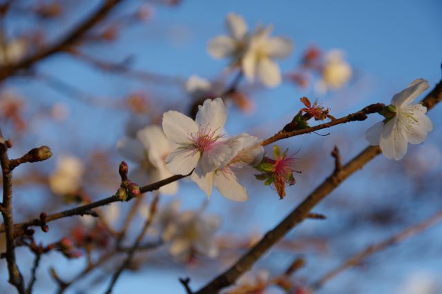11月ですが桜が咲いていました。春より密度が薄いです。