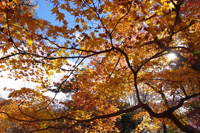 場所や向きによって色や輝き方が言葉る紅葉の木々。