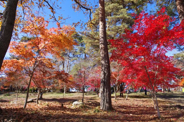 2色の紅葉の木々が対照的。