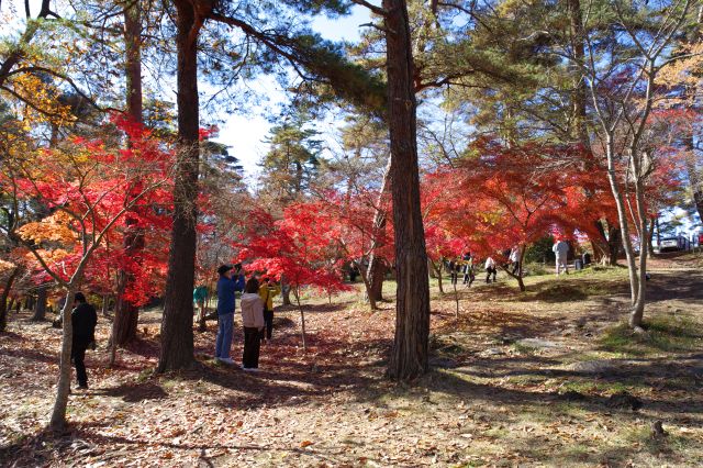 見上げる紅葉の木々、沢山の人達が撮影したり楽しんでいます。