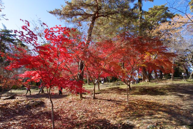 美しい赤い紅葉の木々。