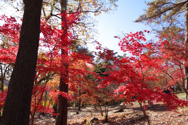美しい赤い紅葉の木々。
