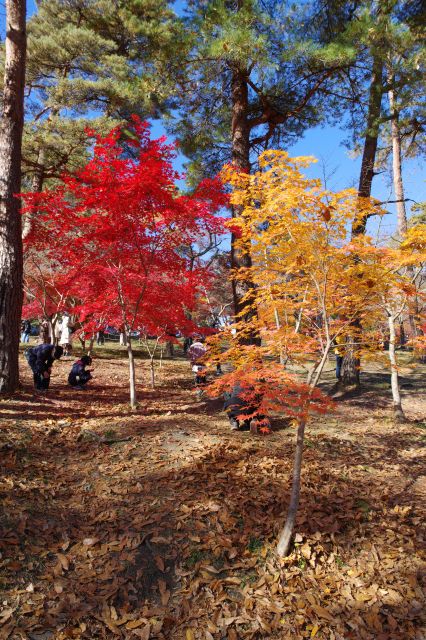再び公園へ上がります。2色の紅葉の木々。