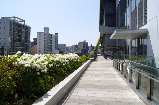 東京スカイツリータウンのデッキ部分。新しい建物と植物。