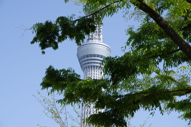 見上げる東京スカイツリー。