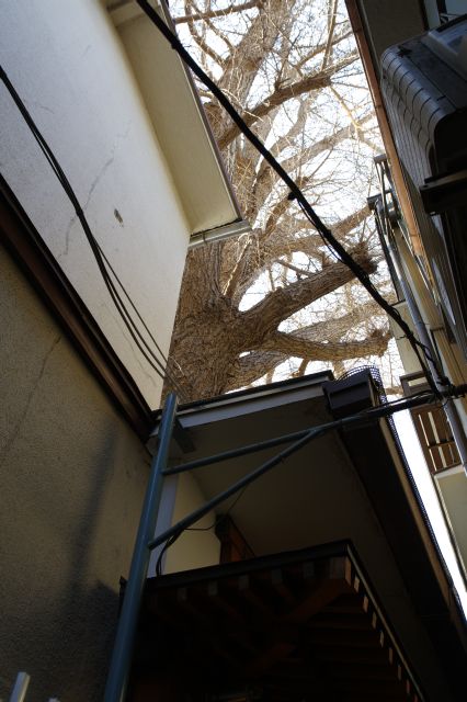 路地から見上げると天井を越えるイチョウの大木。