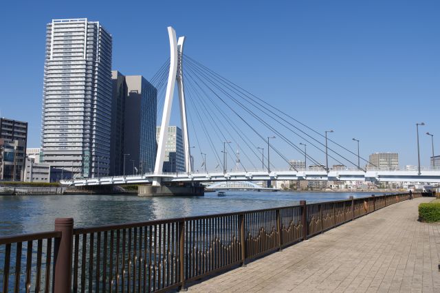 中央大橋と東京スカイツリーを見ながら川沿いの遊歩道を進みます。