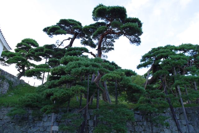 石垣の上には立派な松の木々が印象的。