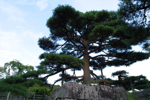 石垣の上に立つ立派な松の木。城名のように松の木が印象的です。
