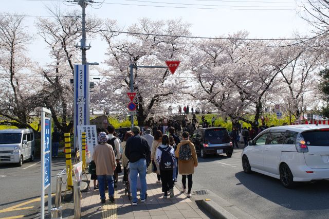 熊谷駅から大勢の人の波が続き荒川へ徒歩約5分、土手に桜並木が見えてきました。