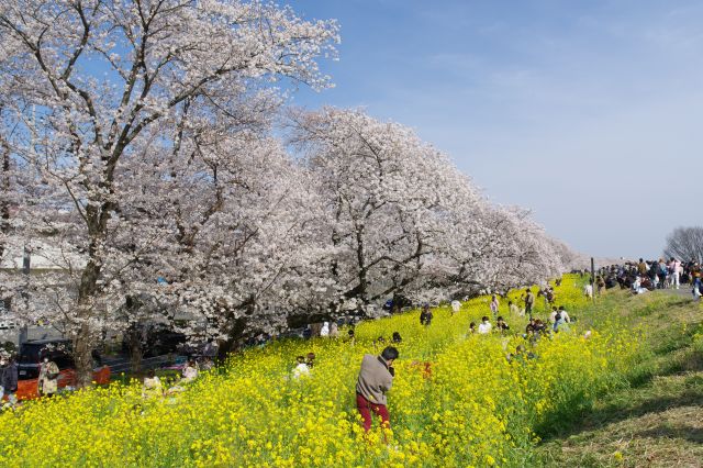 土手は桜のピンクと菜の花の黄色が長い距離連続していて圧巻。訪れる人もとても多いです。